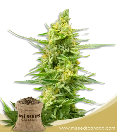 Strawberry Kush CBD Marijuana Seeds Strawberry Kush CBD Marijuana Seeds
