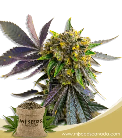 Cement Shoes Feminized Marijuana Seeds | Marijuana Seeds Canada