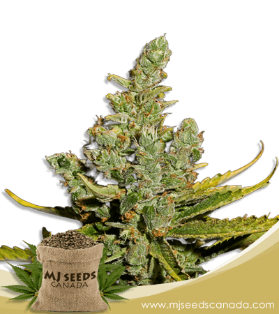 Cheese Strain Autoflowering Marijuana Seeds