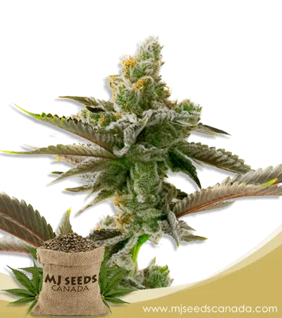 Cherry Pie Strain Feminized Marijuana Seeds Cherry Pie Strain Feminized Marijuana Seeds