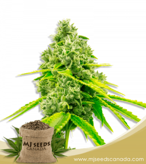 Chocolope Strain Feminized Marijuana Seeds