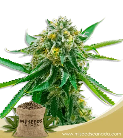 Early Skunk Strain Feminized Marijuana Seeds Early Skunk Strain Feminized Marijuana Seeds