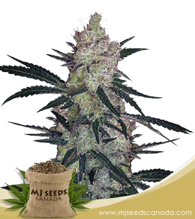 Cinderella99 Strain Feminized Marijuana Seeds Cinderella99 Strain Feminized Marijuana Seeds