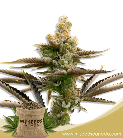 Cream Candy Strain Feminized Marijuana Seeds Cream Candy Strain Feminized Marijuana Seeds