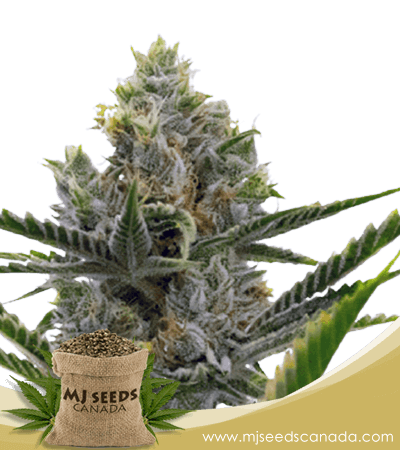 Critical + 2.0 Strain Autoflowering Marijuana Seeds