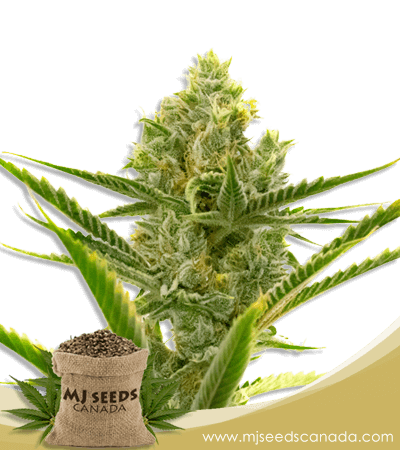 Critical 2.0 Strain Feminized Marijuana Seeds