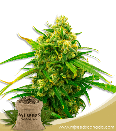 Critical Strain Autoflowering Marijuana Seeds