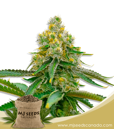 Critical 47 Strain Feminized Marijuana Seeds