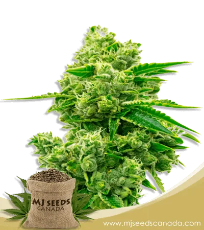 Critical Jack Strain Feminized Marijuana Seeds Critical Jack Strain Feminized Marijuana Seeds