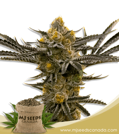 Critical Kush Feminized Marijuana Seeds