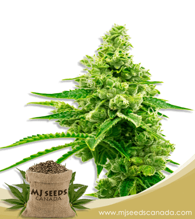 Critical Mass Strain Autoflowering Marijuana Seeds