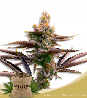 Critical Purple Strain Autoflowering Marijuana Seeds