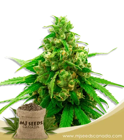 Critical Widow Strain Feminized Marijuana Seeds Critical Widow Strain Feminized Marijuana Seeds