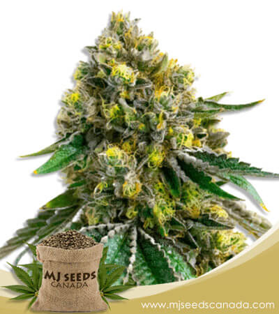 Critical+ Strain Feminized Marijuana Seeds