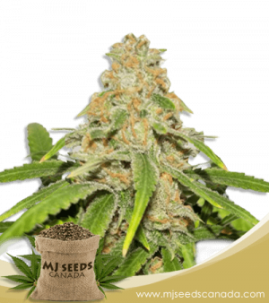 Critical Fast Bud Autoflowering Marijuana Seeds