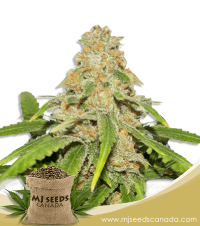 Critical Fast Bud Autoflowering Marijuana Seeds