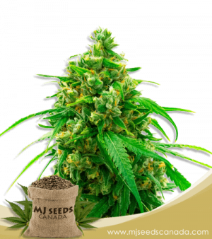 Diesel Strain Autoflowering Marijuana Seeds