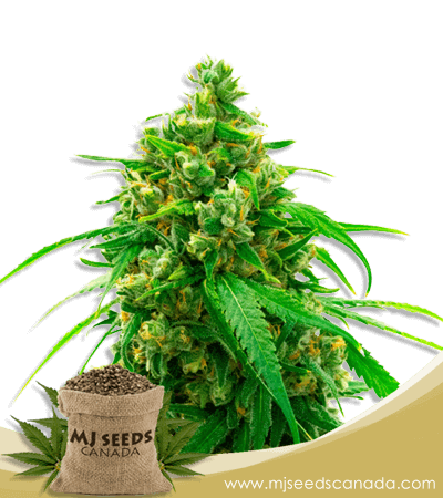 Diesel Strain Autoflowering Marijuana Seeds