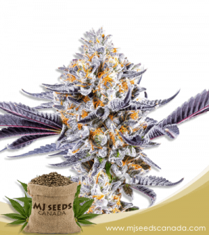 Do-si-Dos Strain Feminized Marijuana Seeds