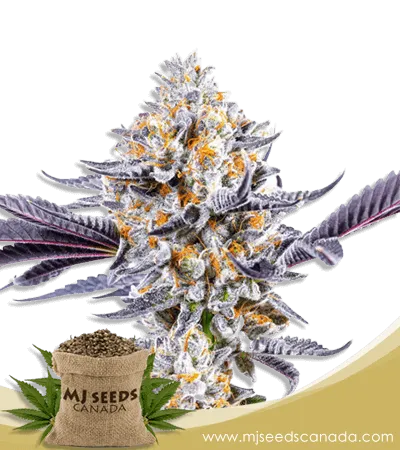 Do-si-Dos Strain Feminized Marijuana Seeds Do-si-Dos Strain Feminized Marijuana Seeds