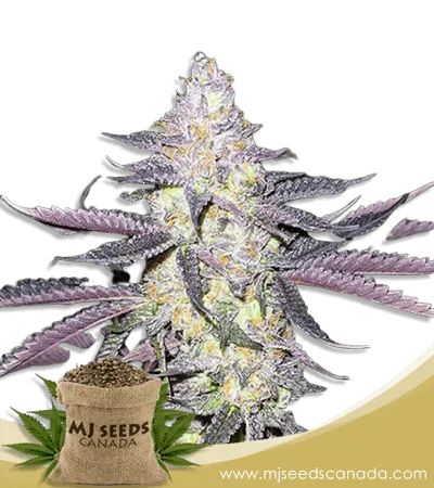 Dolato Strain Feminized Marijuana Seeds Dolato Strain Feminized Marijuana Seeds