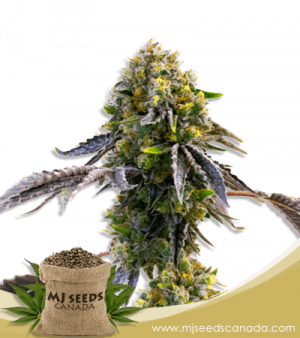 Fruit Strain Autoflower Marijuana Seeds