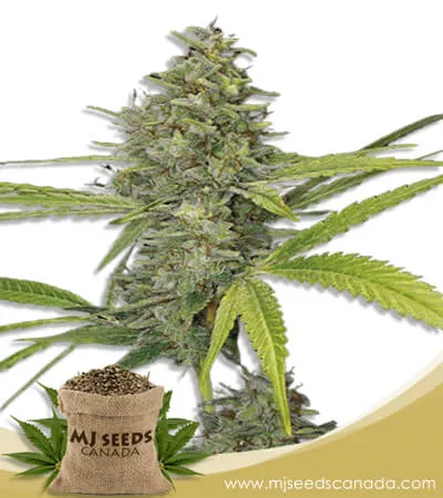 G13 Strain Feminized Marijuana Seeds