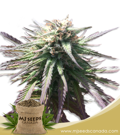 Gelato Strain Marijuana Seeds Regular