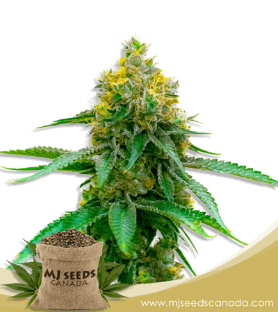 Girl Scout Cookies Strain Autoflowering Marijuana Seeds