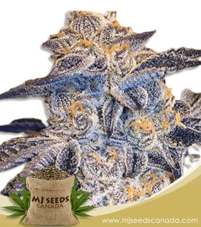 Girl Scout Cookies Strain Feminized Marijuana Seeds
