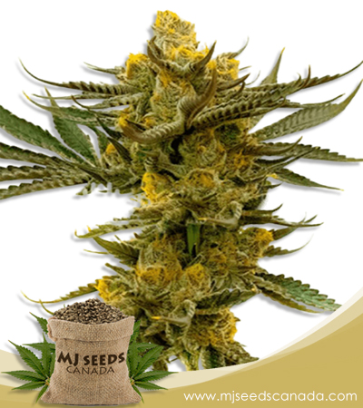 Gold Leaf Strain Feminized Marijuana Seeds