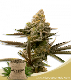 Gorilla Glue #4 Strain Autoflowering Marijuana Seeds