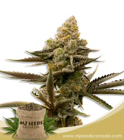 Gorilla Glue #4 Strain Autoflowering Marijuana Seeds