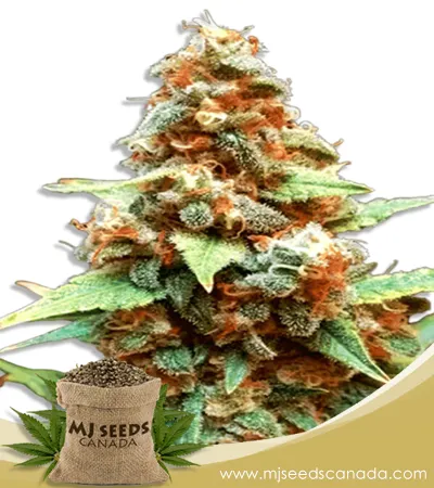 Gorilla Lemon Fire Feminized Marijuana Seeds Gorilla Lemon Fire Feminized Marijuana Seeds