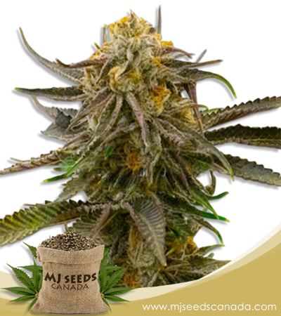 Grandaddy Bruce Strain Feminized Marijuana Seeds