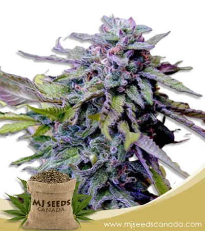 Granddaddy Purple Strain Feminized Marijuana Seeds Granddaddy Purple Strain Feminized Marijuana Seeds