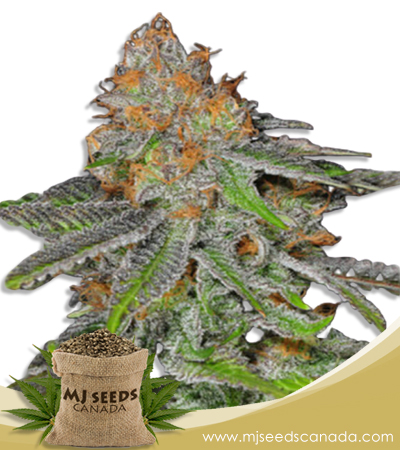 Grape Ape Strain Feminized Marijuana Seeds