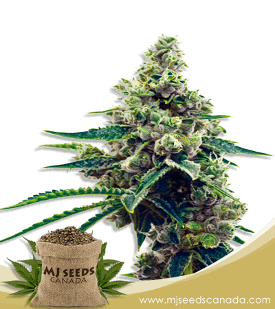 Grapefruit Strain Autoflowering Marijuana Seeds