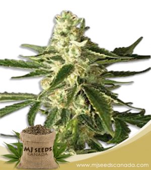 Great White Shark Strain Feminized Marijuana Seeds