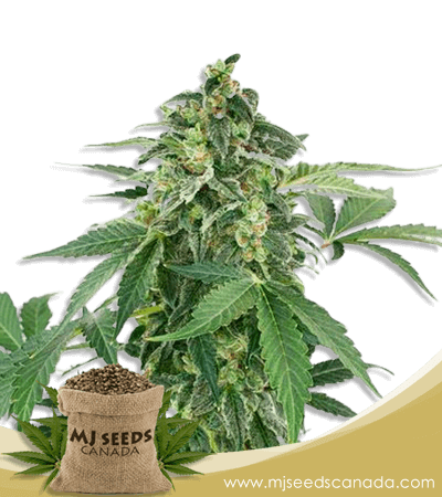 Auto CBD Haze (1:1) Feminized Marijuana Seeds