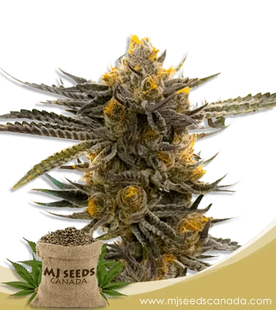 Haze XL Autoflowering Marijuana Seeds Haze XL Autoflowering Marijuana Seeds