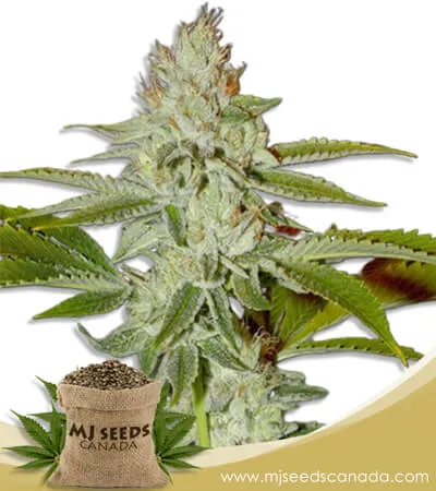 Hellfire OG Strain Feminized Marijuana Seeds Hellfire OG Strain Feminized Marijuana Seeds