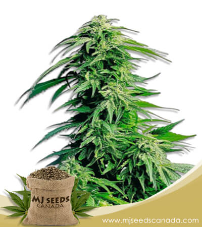 Hindu Kush Feminized Marijuana Seeds