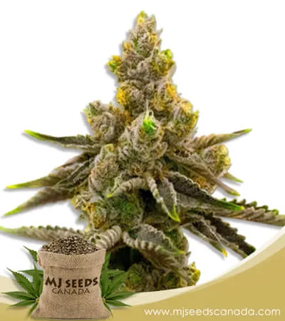 Kali Mist Strain Feminized Marijuana Seeds
