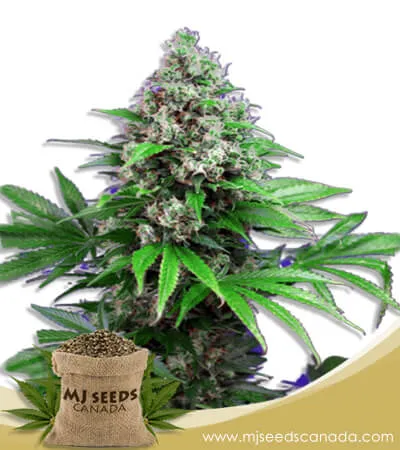 Killer Strain Feminized Marijuana Seeds Killer Strain Feminized Marijuana Seeds