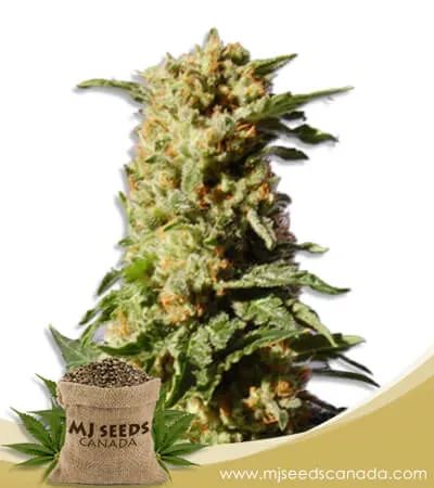 Kosher Cookies Strain Feminized Marijuana Seeds