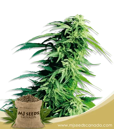 Kush XL Autoflowering Marijuana Seeds Kush XL Autoflowering Marijuana Seeds