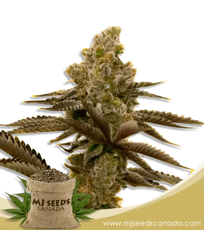 LSD Strain Autoflowering Marijuana Seeds LSD Strain Autoflowering Marijuana Seeds