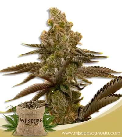 LSD Strain Feminized Marijuana Seeds LSD Strain Feminized Marijuana Seeds