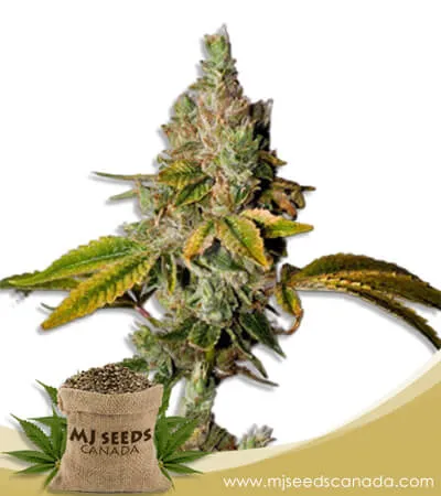 Legend OG Strain Feminized Marijuana Seeds Legend OG Strain Feminized Marijuana Seeds